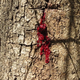 Illustration for article titled This Tree Bleeds When You Cut Into It
